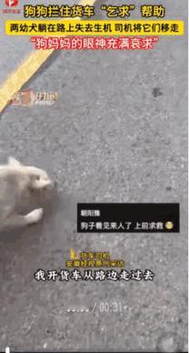 让人泪目了。湖北当阳，一只狗妈妈带着出生不久的两只小狗过马路时，小狗不幸被车撞到
