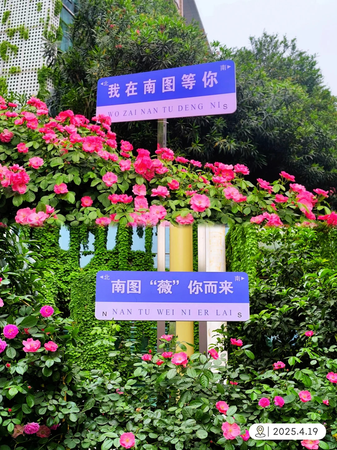 🌸薇你而来！南京蔷薇花墙开始上线啦～