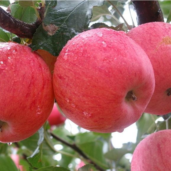 现在又到了吃苹果的时候了，也是苹果最便宜的时候，今天看到市场边上，一个大车卖苹果