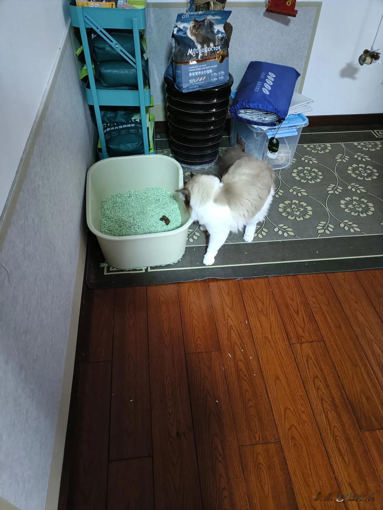 看很多视频，都说布偶猫埋天埋地埋空气，就是不会埋粑粑💩，说它的颜值都是智商换的