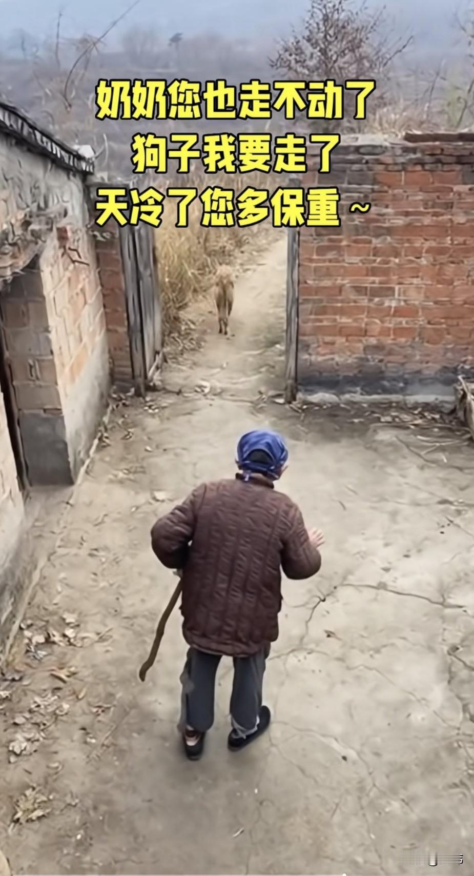 太感人了！一位老奶奶十多年前养了一只狗狗，可以说是相依为命的陪伴，可如今老奶奶也