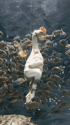 就这环境，这个龟是怎么活下来