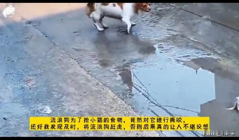 太可怜了，一只流浪小猫得到了一块好心人投喂的食物，结果被旁边一只流浪狗看到了，流