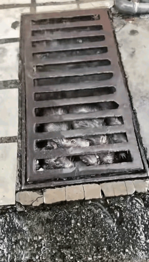 广东肇庆怀集遭遇罕见特大洪水，大大小小老鼠被一家被困在里面，生死关头，鼠命关天，