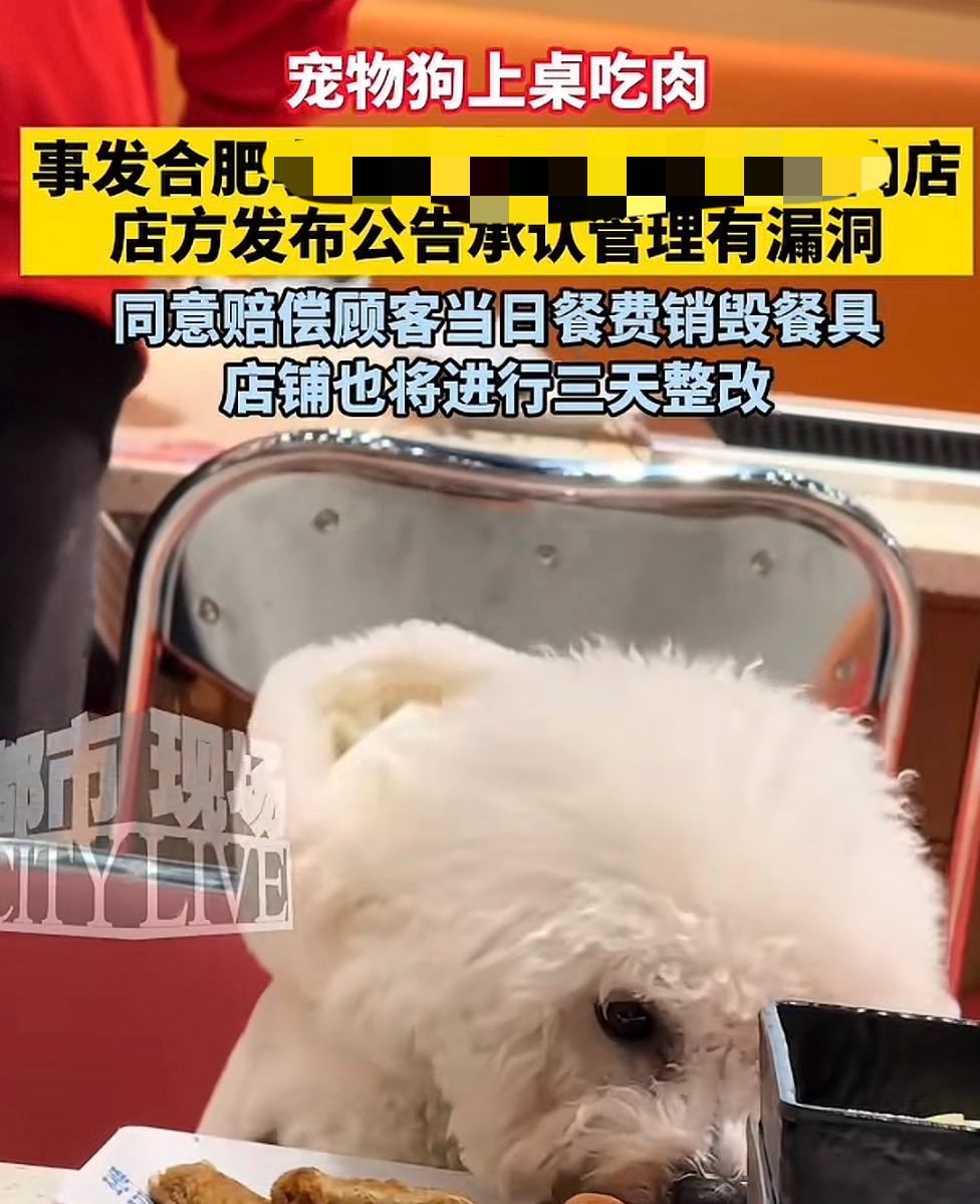 哎，又有狗在饭店里上桌吃饭！特别不理解，怎么就总有养狗人非要这样呢？你喜欢是