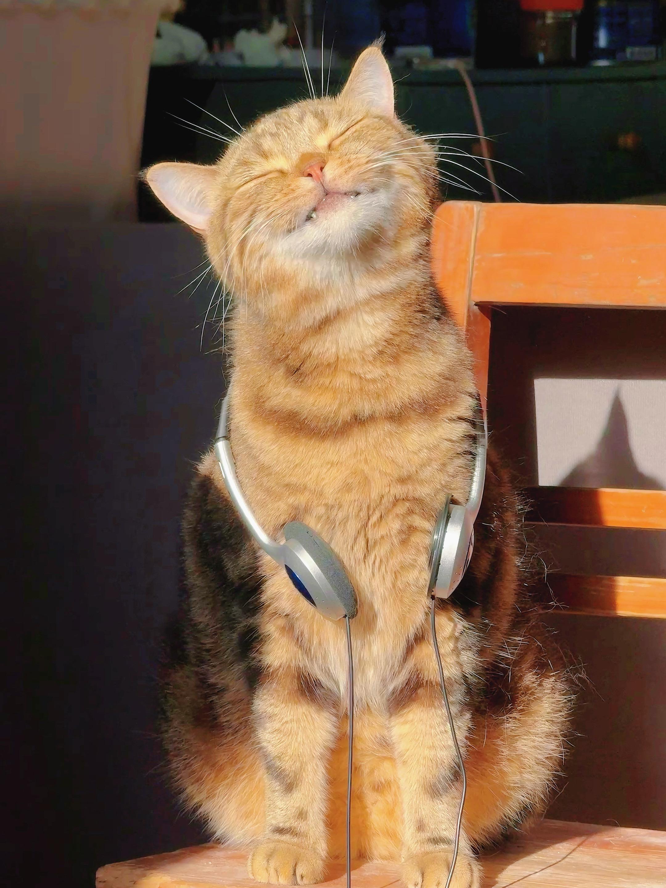 享受阳光的样子真的太治愈了！迷人的小猫咪