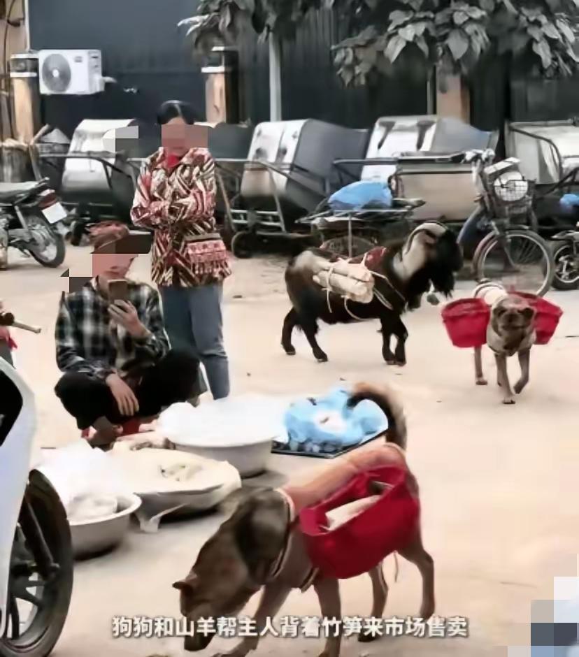 太让人破防了！四川山区这名小女孩，清晨挖笋赶集的一幕，看哭无数人。年仅10