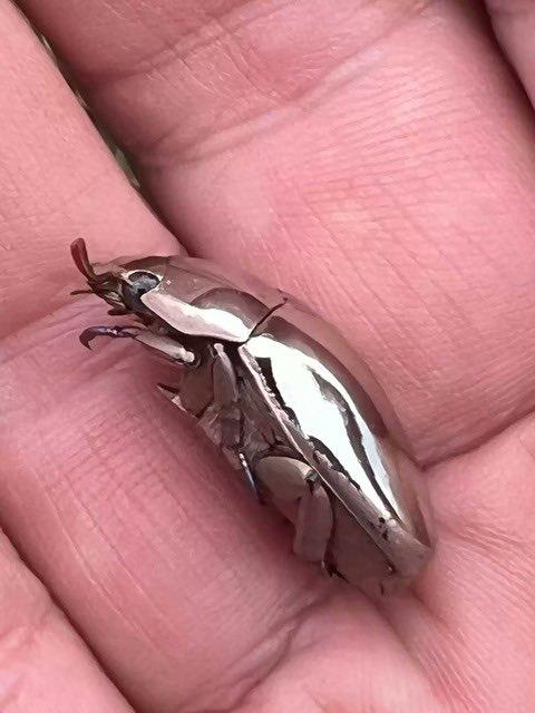 哥斯达黎加发现“活的纯银”。这种看起来像是外星生物的物体，实际上是一种真实的昆虫