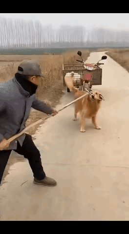 狗狗太给力了！这偷狗贼怕是这辈子都有心理阴影了，妥妥遇上硬茬子了！本想趁没人悄咪