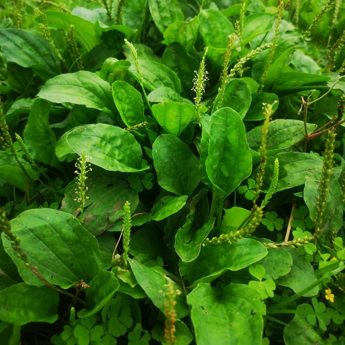 车前草的用途车前草是路边、田间随处可见的草本植物，看似平凡，却全身是宝，在