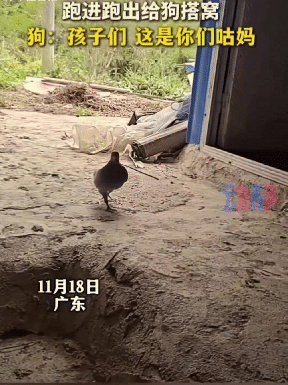 “万万没想到！”广东，女子家的狗子刚生下一窝软萌小奶狗，没想到家中养的一只鸽子，
