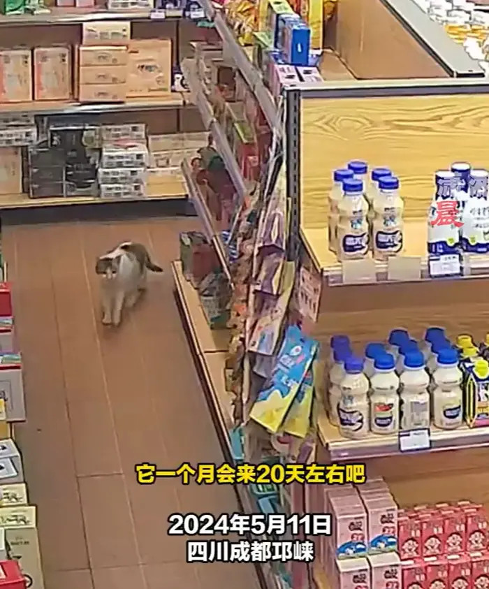 【，店主：它每次只拿一根，已经无视我的存在了】5月11日，四川成都，流浪猫连续一