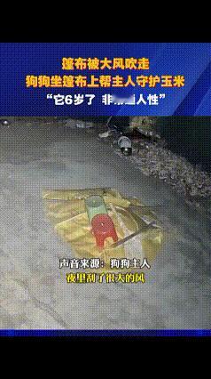眼里有活！江苏宿迁，女子盖玉米篷布被大风吹走，没想到自家狗狗坐在篷布上帮主人守护