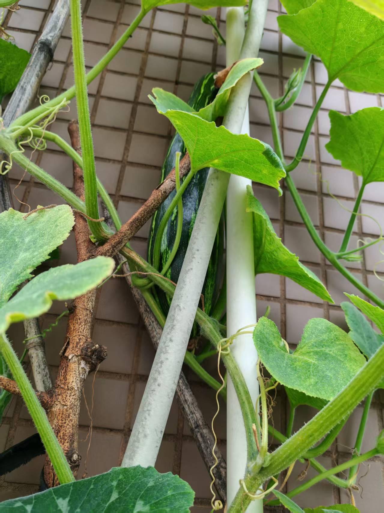 四川话“冒皮皮”不是冒菜吗？前几天和几个朋友一起去吃四川冒菜，大家边吃边聊甚是惬
