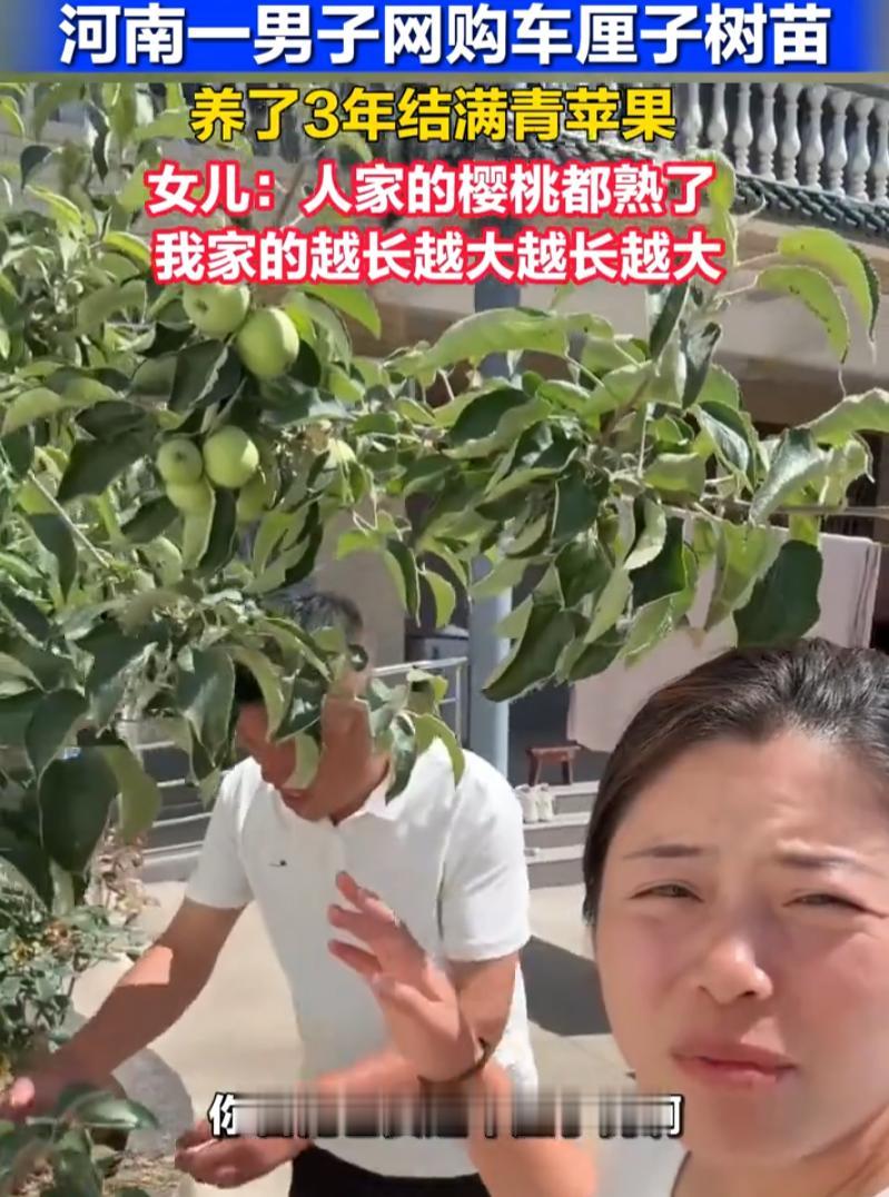 哭笑不得！河南，一男子网购车厘子树苗，精心养护整整三年，满心期待吃上清甜车厘子，