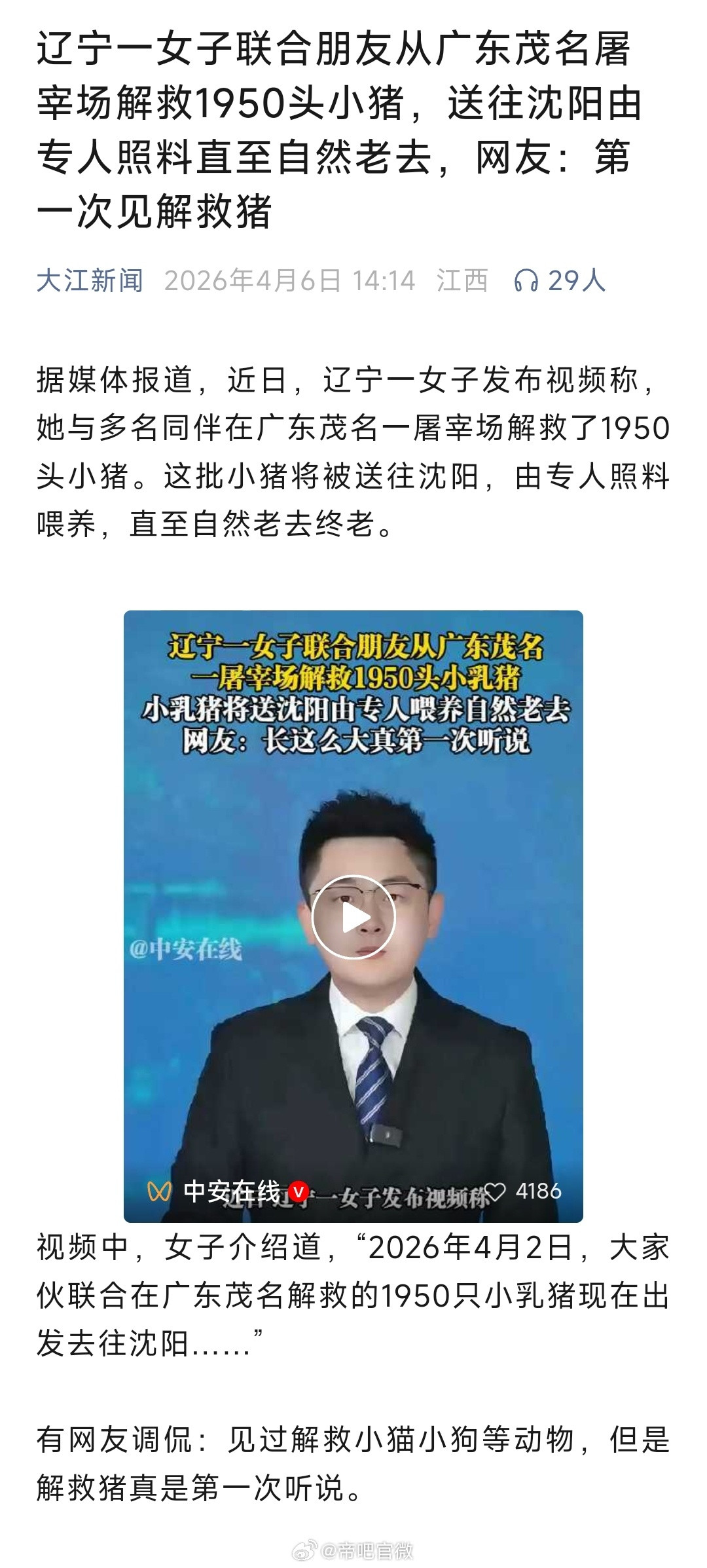 1950头小猪，历经3天运输抵达沈阳。最终1808头小猪存活（途中142头死亡）