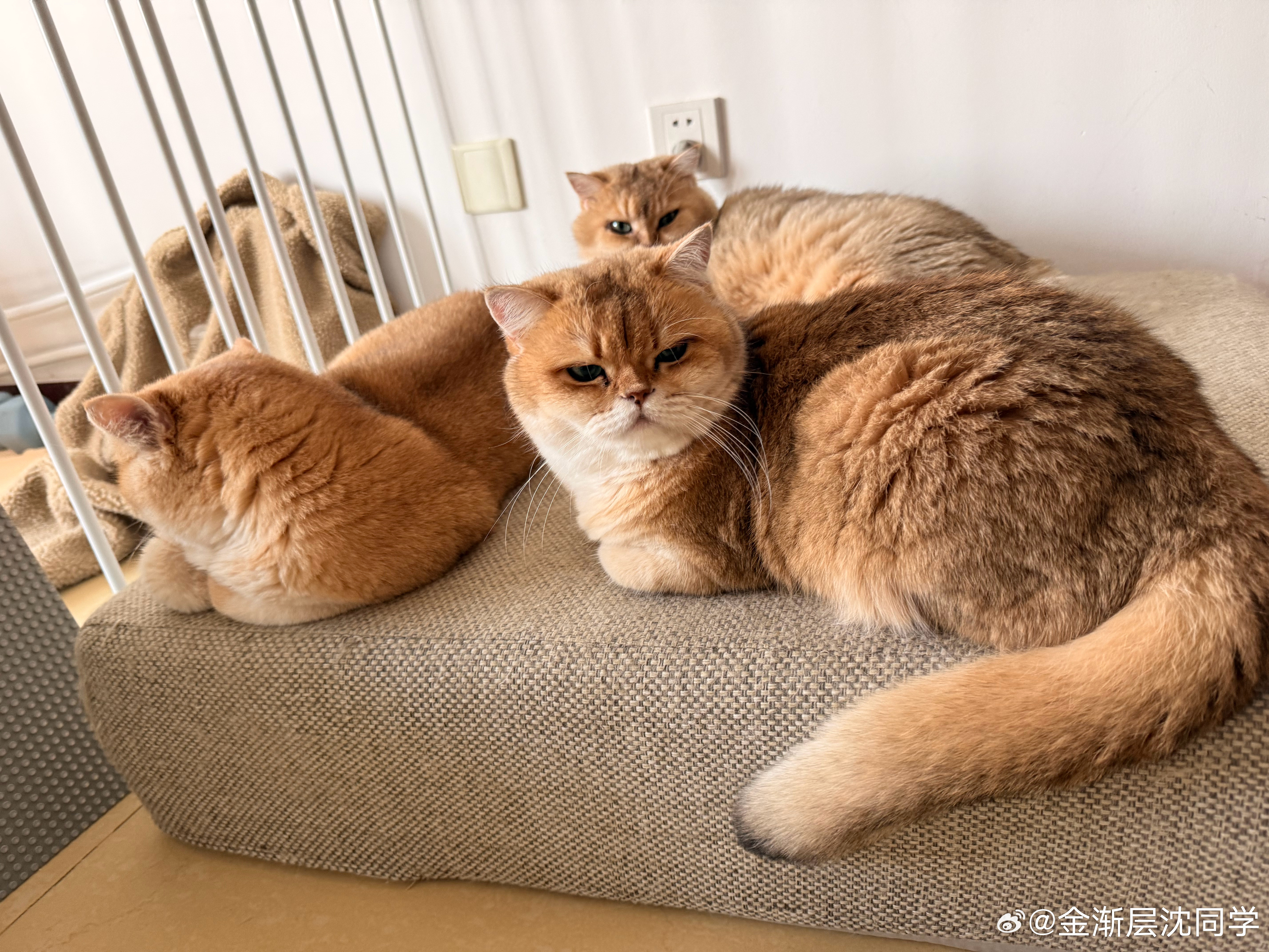 糖糖跟谁都能适配萌宠猫咪猫咪​​​