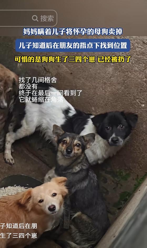 “泪目了！”湖北，妈妈瞒着儿子卖掉了家里怀孕的母狗，儿子回家后，看监控发现，他花