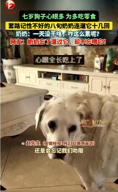 成精了！江苏，一奶奶记性差，每次出门遛完自家狗子后，都会给狗子零食吃。这家中狗子