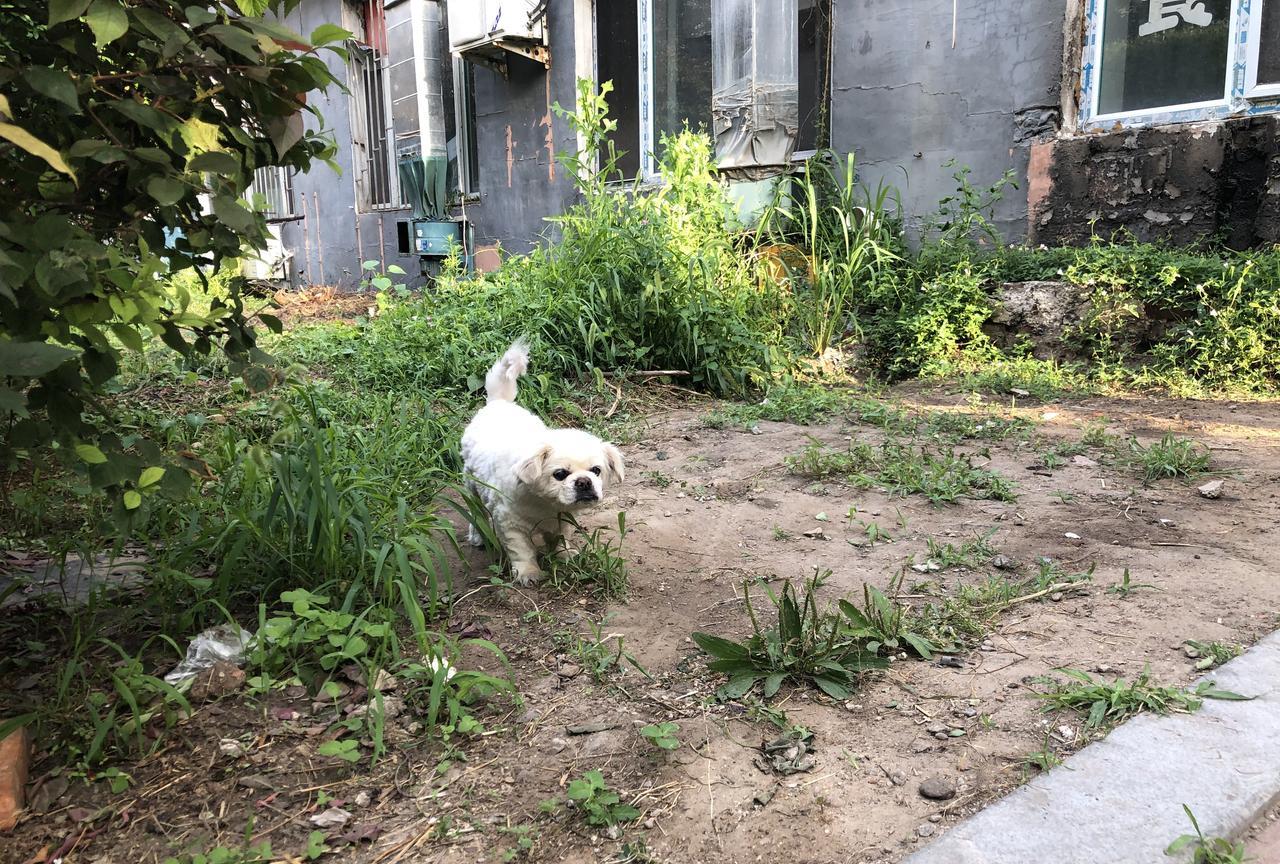 他蹒跚地往前走了50步左右，我们就返回去，往家走。昨天傍晚，我抱他下楼的时候，