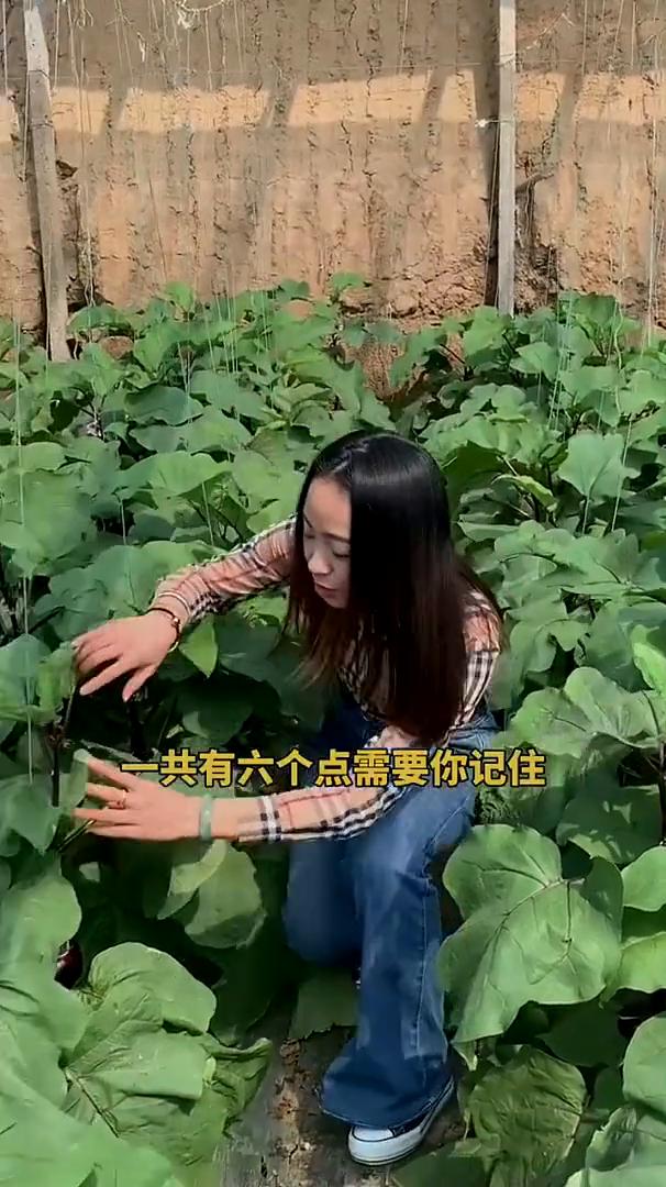 小苏打对农作物有着很好的用处，今天给大家普及一下，一共有六个点需要你记住。·第