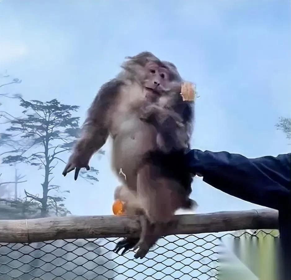 把峨眉山猴推下崖那男的摊上事了别以为摔的只是个畜生，你要付的代价真的超乎
