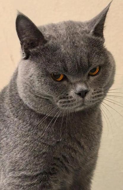 为什么《反虐待动物法》还有七万多的反对票，我不明白？---------