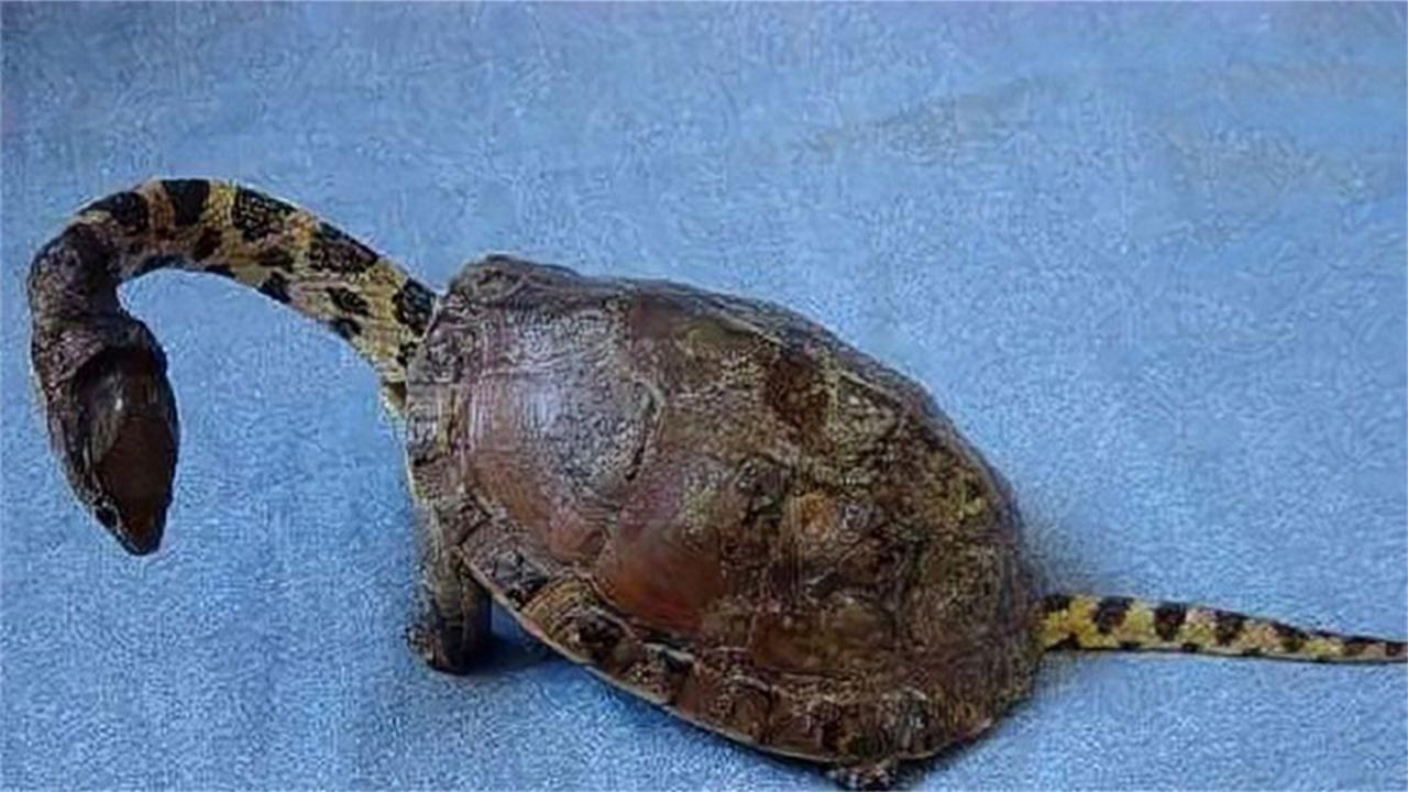 美女捡到神秘长脖乌龟带回家，越养越诡异惊呆众人