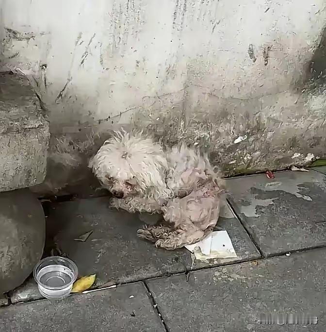 流浪狗竟然还挑食咬人，真是不值得同情。这只小狗起初是家里的宝贝，好吃好喝供着，每