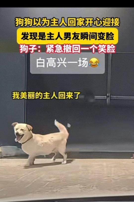 笑不活了！11月11日报道，江苏一狗狗看到有车进院以后，以为是主人回来了，直接开