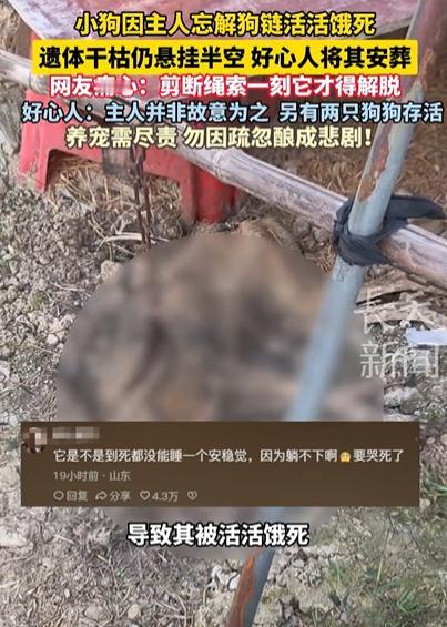 湖南一小狗因主人忘解狗链，被活活饿死，遗体干枯仍悬挂半空，好心人发现后将其安葬