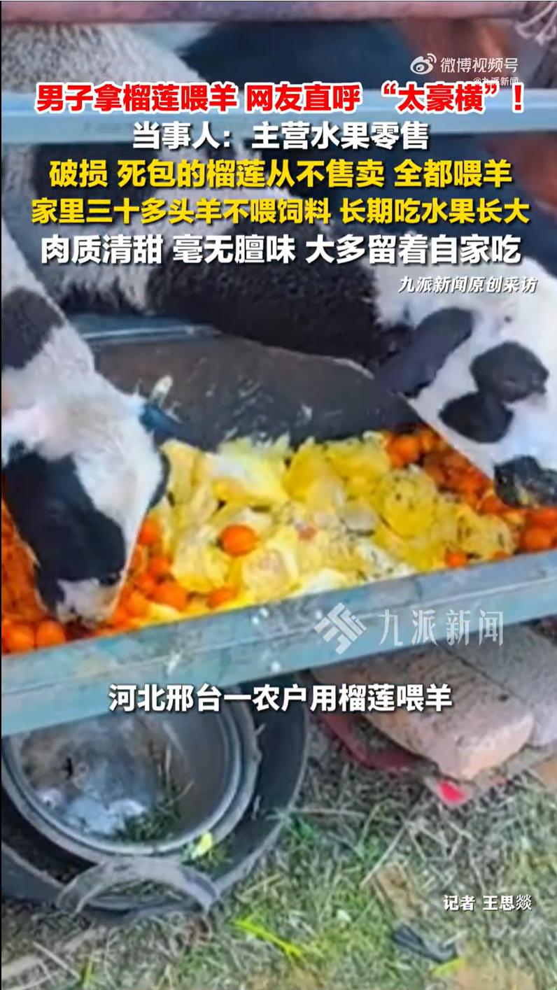 河北邢台，一男子硬核养羊，三十多头羊不吃精饲料，日常吃草吃麦苗，还定期加餐吃榴莲