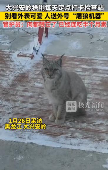 笑不活了！黑龙江大兴安岭，一只猞猁经过检查站时，工作人员看它可怜，就投喂了一块生