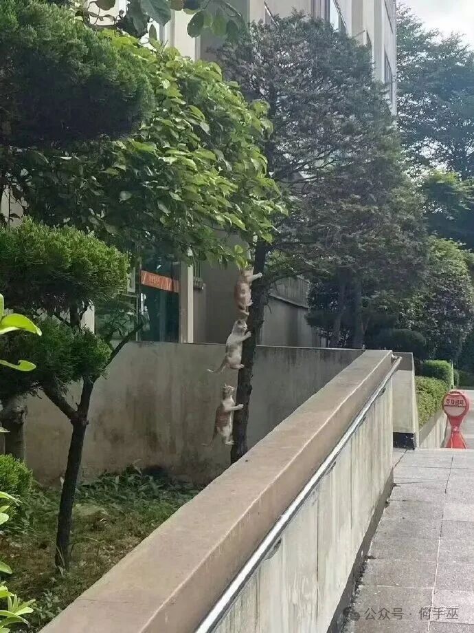 最近的蝉是真大啊