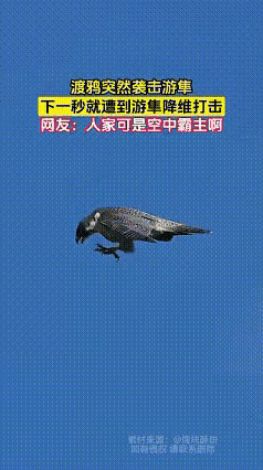 感觉这两幅画面有异曲同工之妙，一幅是鸟类在空中打斗，一幅是人类在空中拉锯，一种是