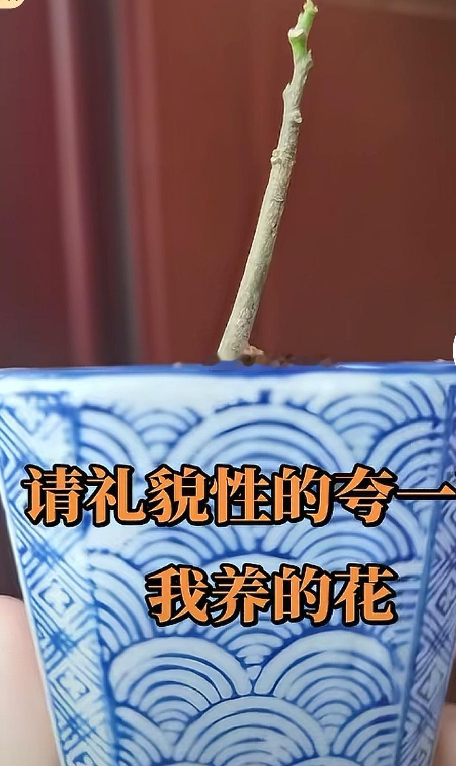 又是在评论区笑的肚子抽筋的一天刷抖音，看到一位网友，拿着一个青花瓷的花盆，里