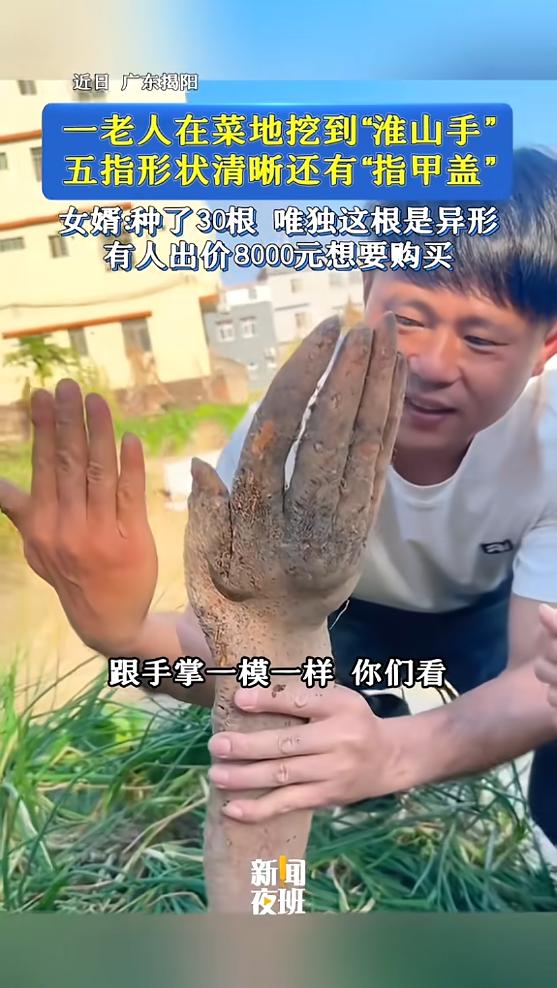 “吓一跳！”近日，广东揭阳，一老人在自家菜地里挖淮山，不料，挖着挖着突然看见地里