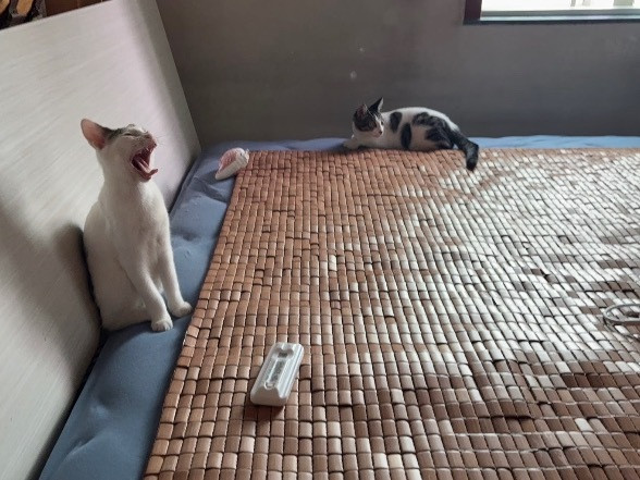 猫对麻将凉席的边界感belike[捂脸哭]我的精神状态凉好暑假冲浪计划​​​