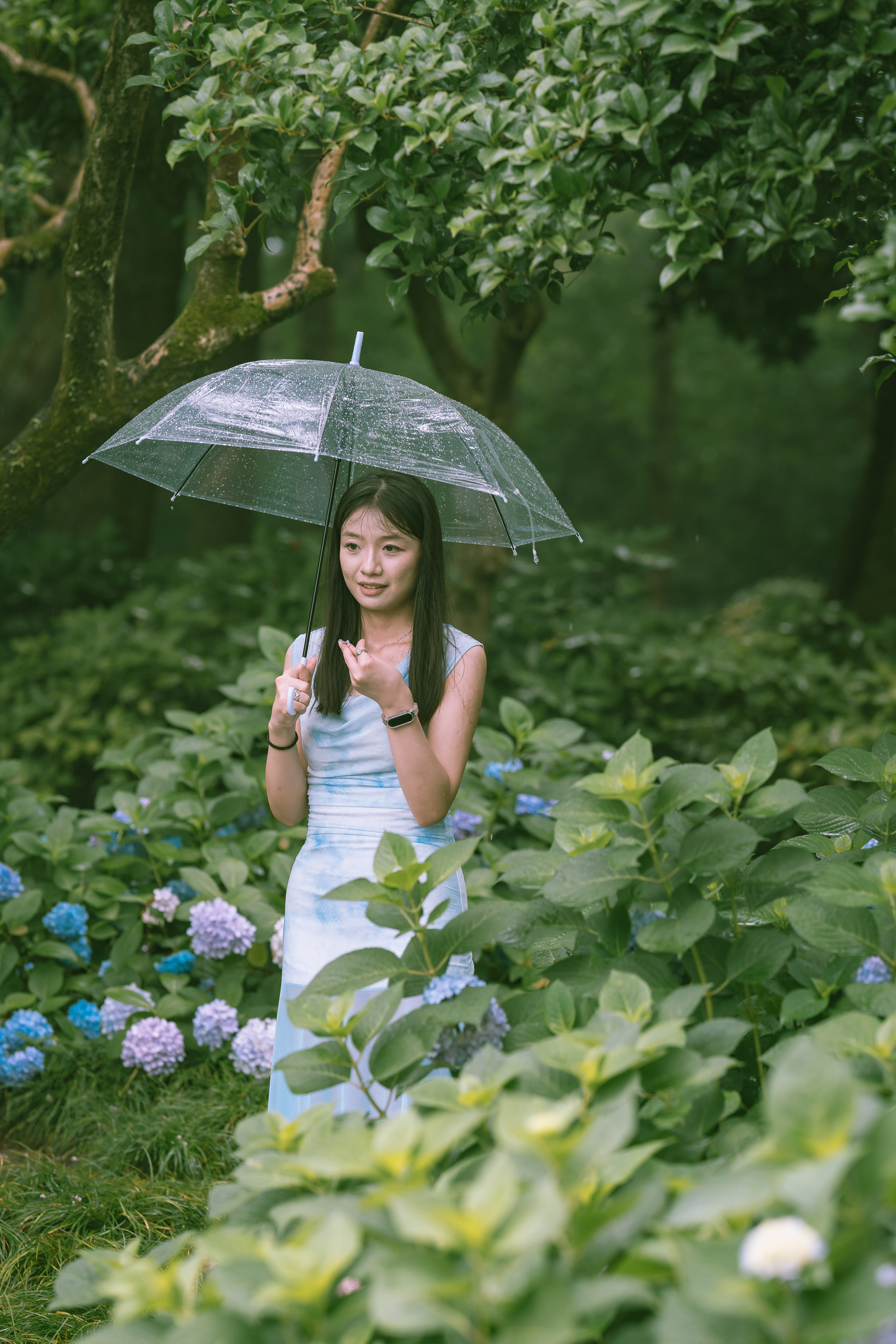 雨水溅落在蓝色的绣球花上
