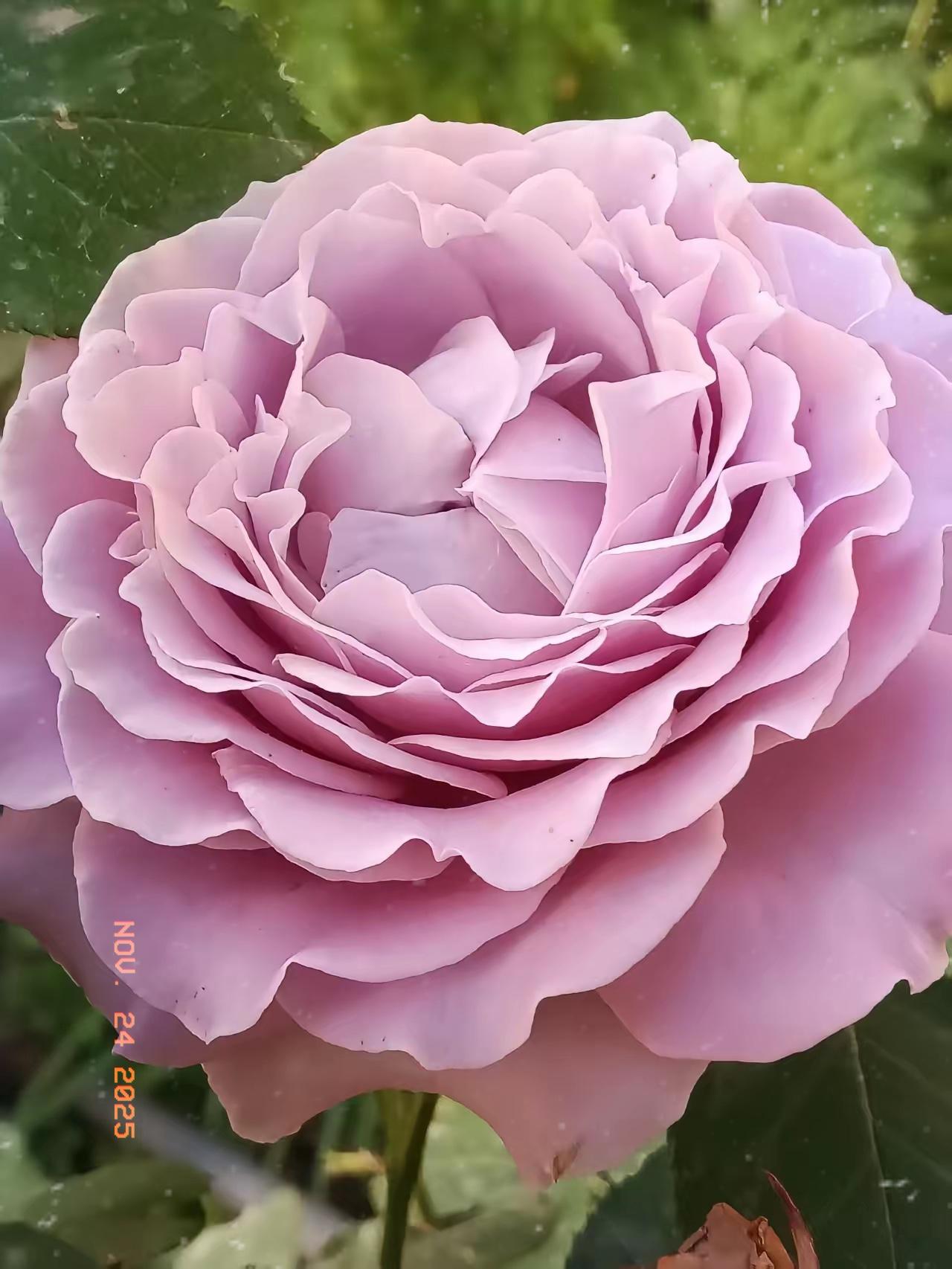 亲妈和公公同一天离世，嫁出去的姑娘就得弃亲妈回婆家？这事儿听着就扎心！换谁遇上不