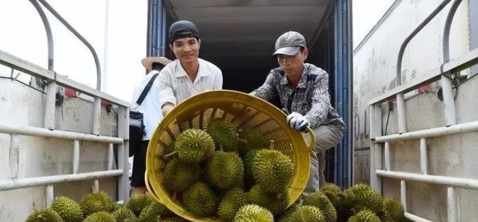 失去中国市场后，大量水果烂地里卖不出去，现在开始后悔得罪中国越南那批榴莲真的是