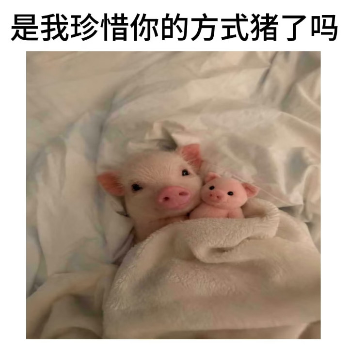 这完全是我家猪有感觉吗