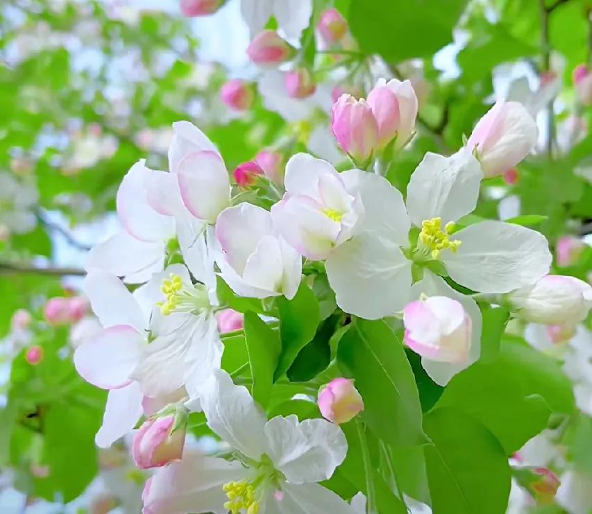 咳嗽化验血真的有必要。咳嗽一个多月了，各种感冒咳嗽消炎药都吃了，不但没见好，嗓子