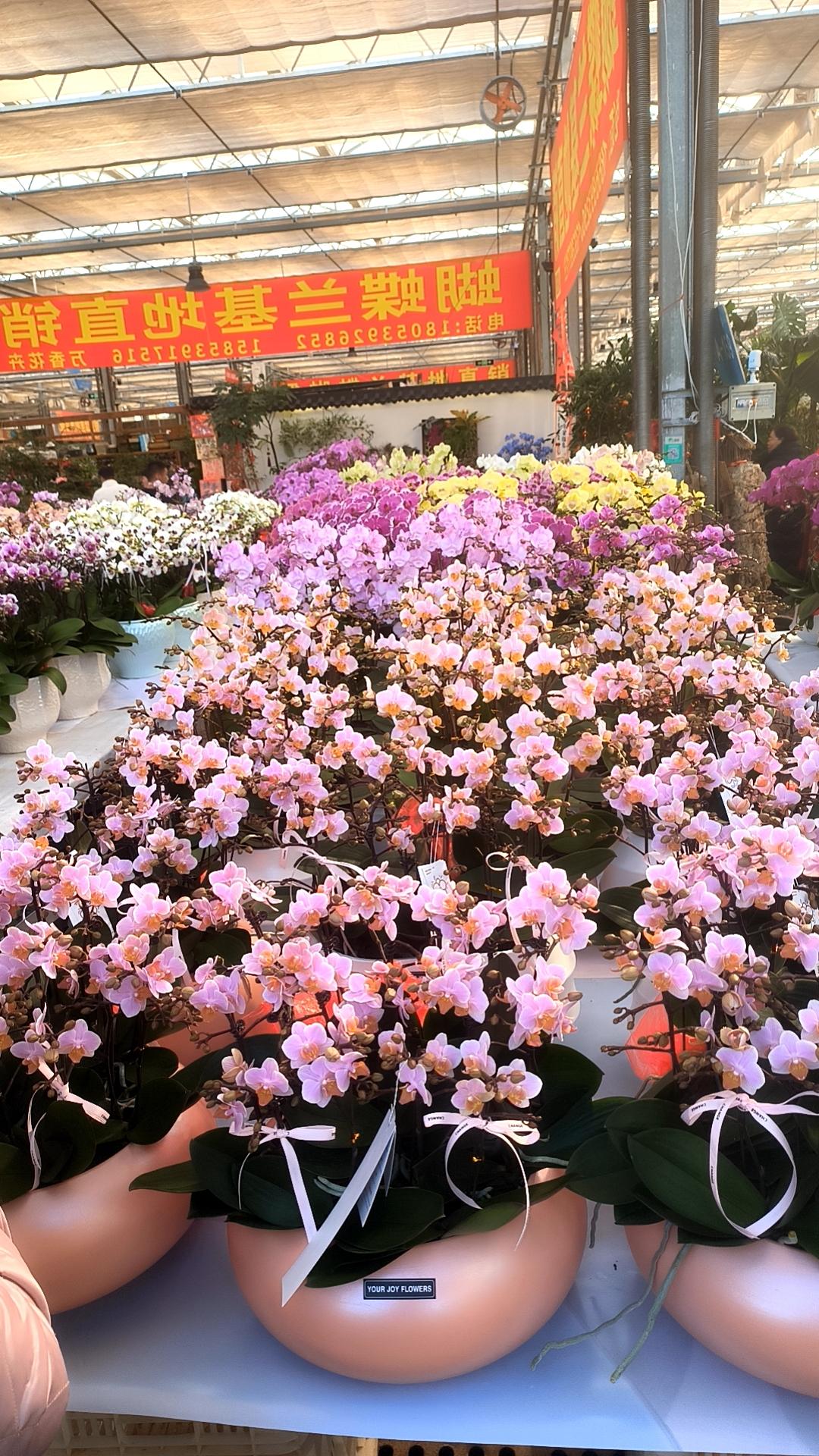 小长假第二天，到湖北路花卉市场去购买花卉。去的时候明确告诉自己，一定要少买，