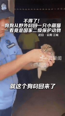 不可思议！云南普洱，有户人家的狗子，自个儿跑野地里撒欢，回来时嘴里竟叼着只花斑小