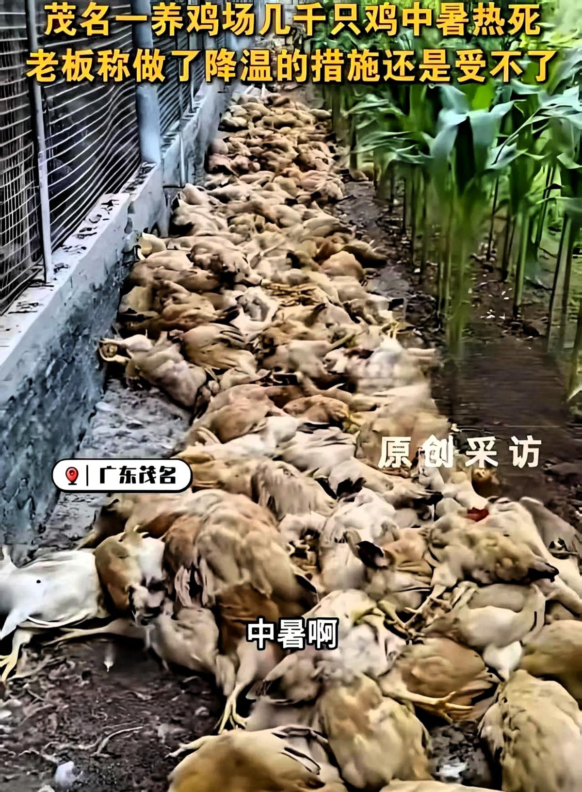 几千只鸡，一个下午，全倒了。这不是段子，是5月29号广东茂名一家养鸡场的实景。