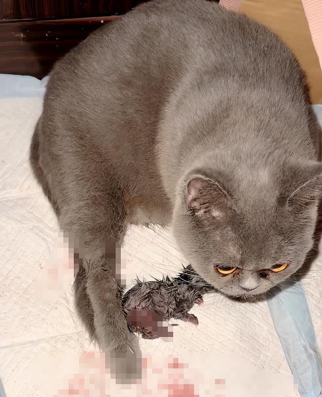 河北男童虐杀3只小奶猫，监控记录全程，家长护犊子放狠话引众怒9月20日，河