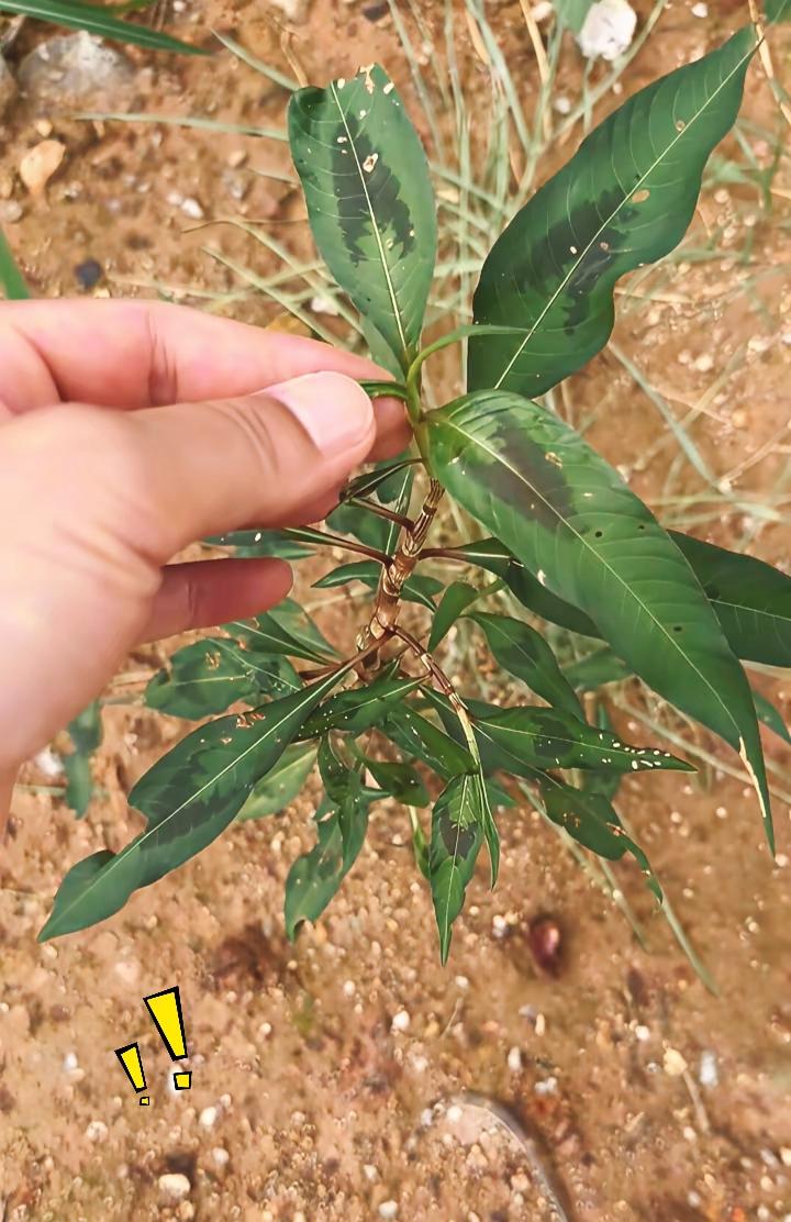 不少农户下地除草时，都会白白丢掉价值很高的野草！这种植物名叫黑蛇节蓼，常在农田