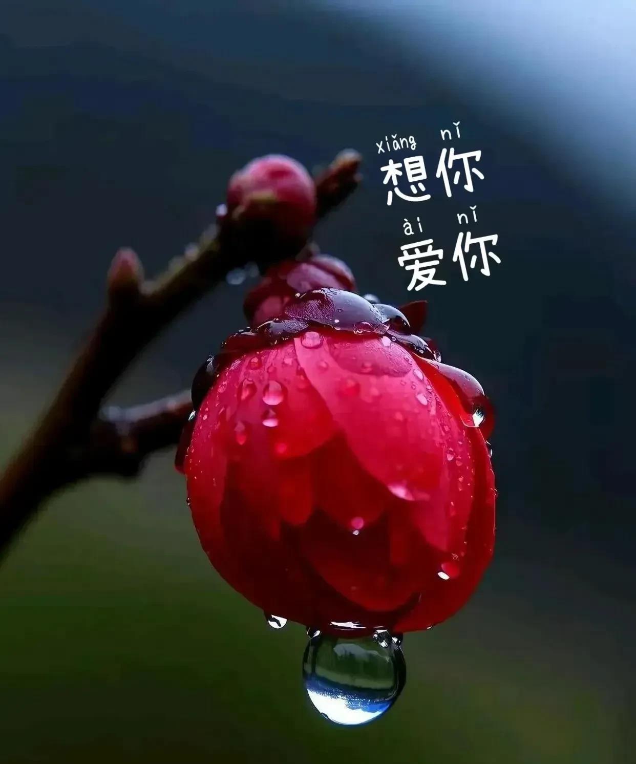 我不知道，该怎样用文字，来写出对你的深深的爱与思念，我只知道，你是我在这个世上，