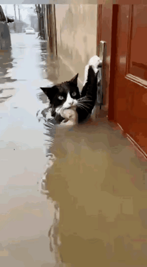 泪目了，这一幕真的让人心碎又温暖！洪水里，一只流浪猫妈妈用两只爪子死死扒住门把手